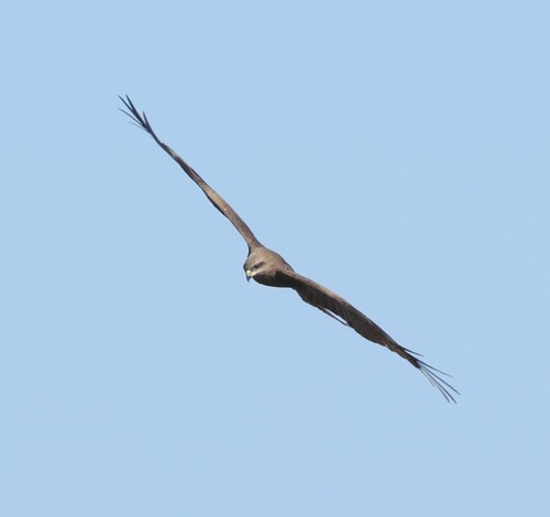 Fork-tailed Kite
