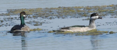 Green Pygmy-Goose
