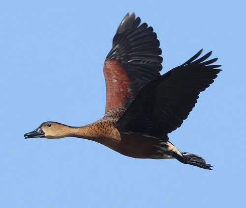 Wandering Whistling-Duck