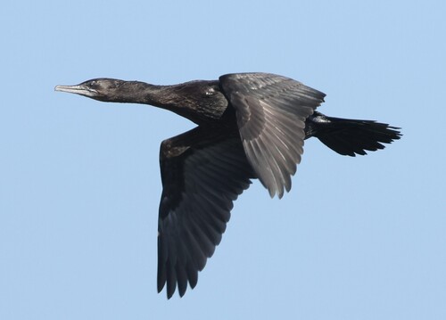 Little Black Cormorant