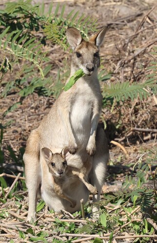 Agile Wallaby