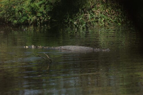 Saltwater Crocodile