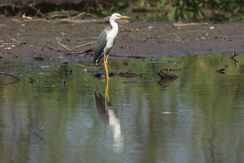 Pied Heron