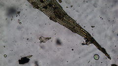 Brachythecium frigidum