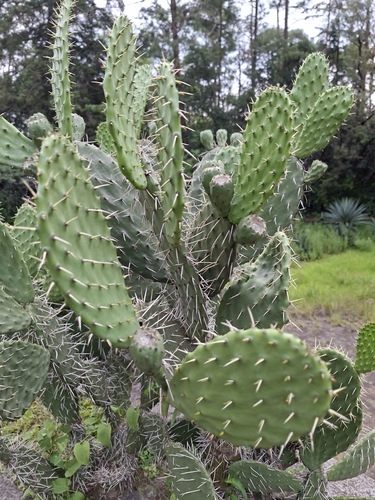 iNaturalist image