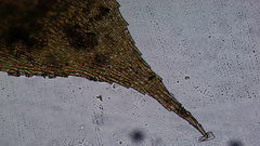 Brachythecium frigidum