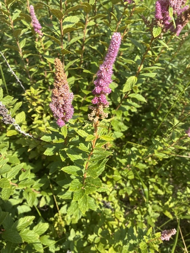 iNaturalist image