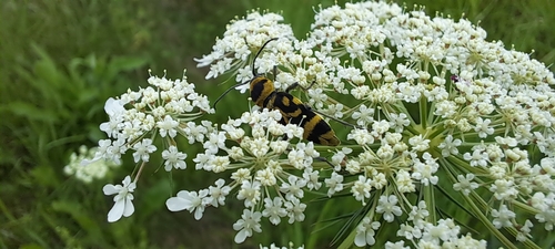 Grape Wood Borer
