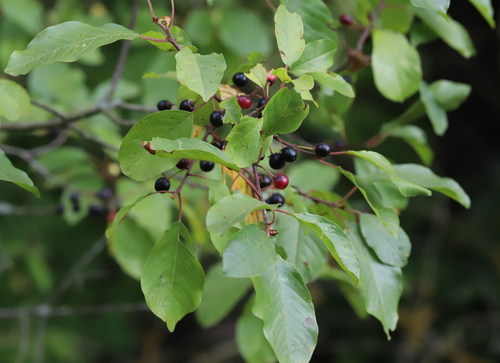 alder buckthorn