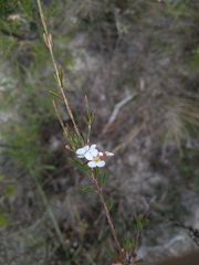 Harmogia densifolia