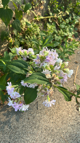 iNaturalist image