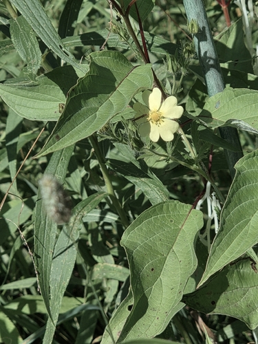 iNaturalist image