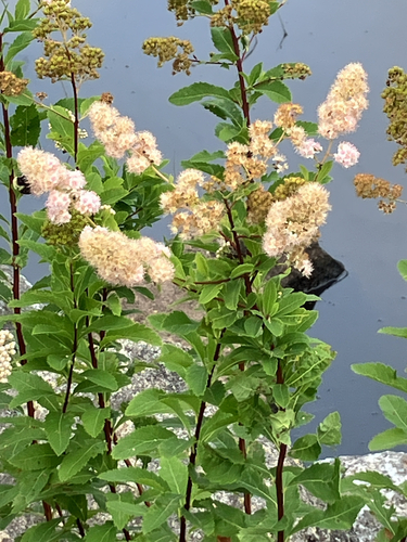 iNaturalist image