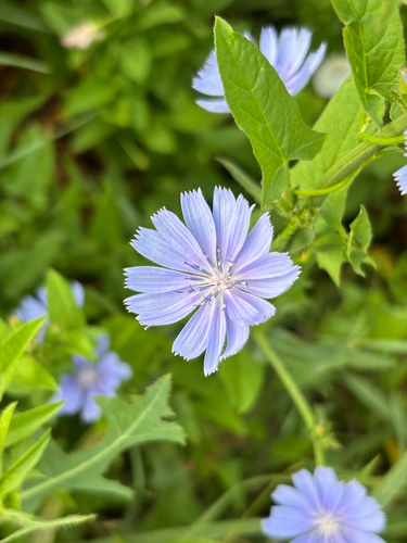 iNaturalist image