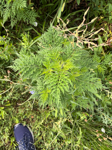 iNaturalist image