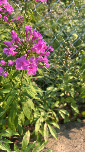 iNaturalist image