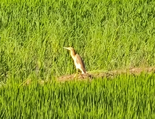 iNaturalist image