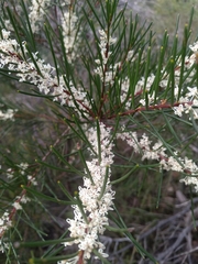 Hakea propinqua