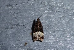 Scoparia minusculalis