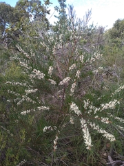 Hakea propinqua
