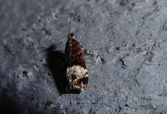 Scoparia minusculalis