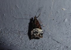 Scoparia minusculalis