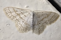Idaea tacturata