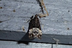 Scoparia minusculalis