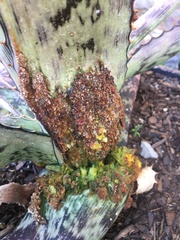 Aceria aloinis