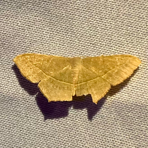 Traminda mundissima