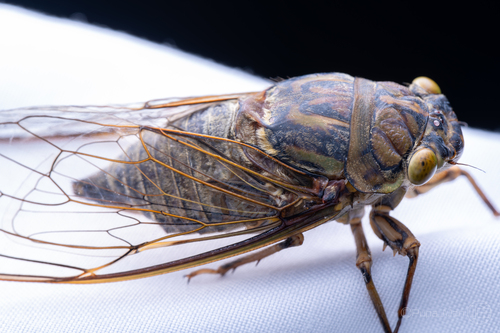Macrosemia pieli