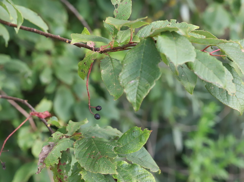 bird cherry