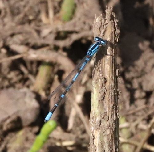 Common Blue Damselfly
