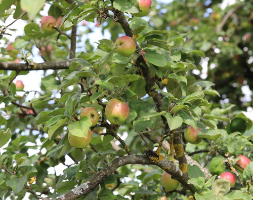 apple