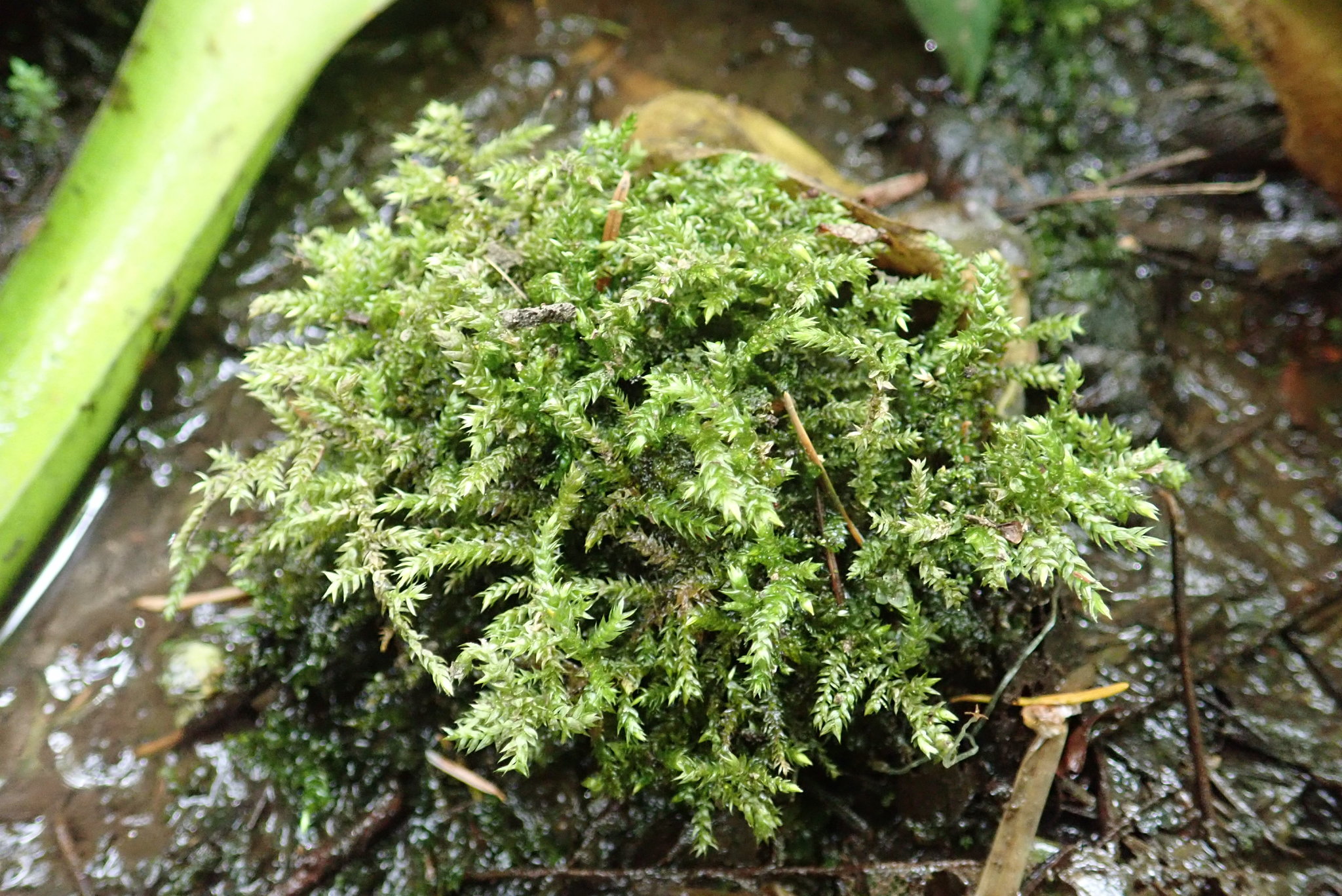 Brachythecium asperrimum