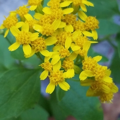 Perityle lindheimeri