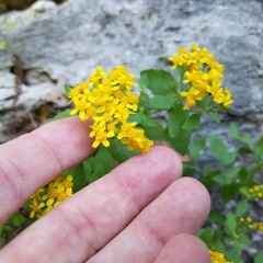 Perityle lindheimeri