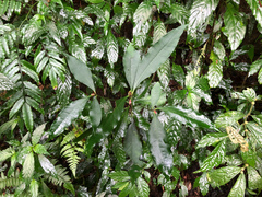 Ardisia cornudentata stenosepala