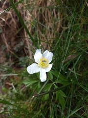 Anemonoides nemorosa