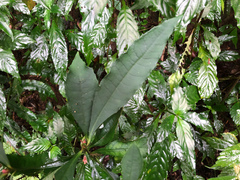Ardisia cornudentata stenosepala