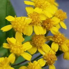 Perityle lindheimeri