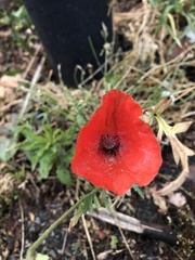Papaver rhoeas