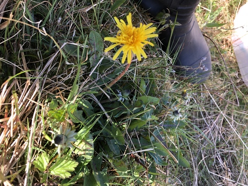 wetland dandelion (Taraxacum naevosiforme)