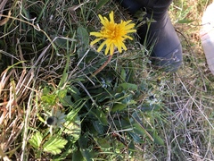 Taraxacum naevosiforme