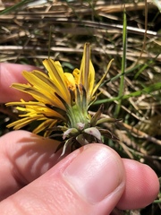 Taraxacum naevosiforme