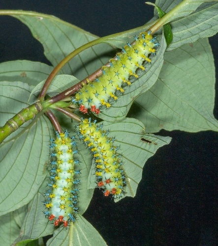 Cecropia Moth