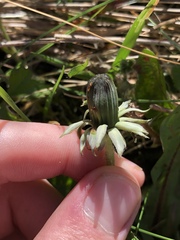Taraxacum naevosiforme