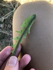 Taraxacum naevosiforme