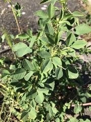 Medicago sativa