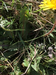 Taraxacum naevosiforme